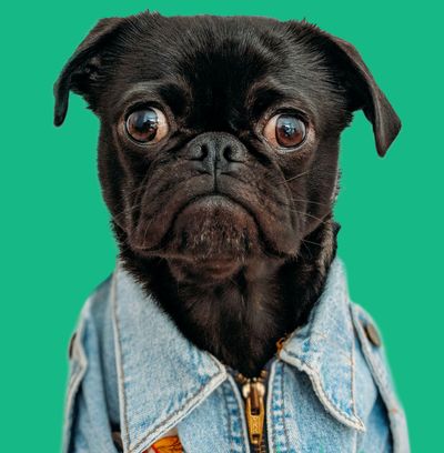 Traurig aussehnder Hund trägt eine Jeansjacke.